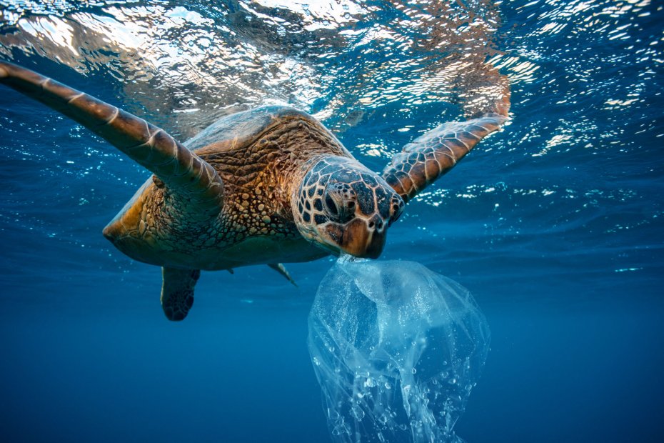 Schildkröte verwechselt Plastiktüte mit Qualle